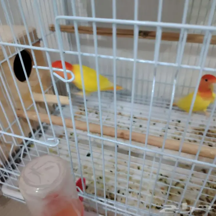 زوج روز منتج 1