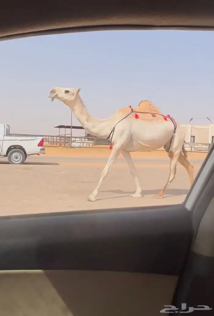 عشرا ضروبه ضريبه طيبه كفو سومها 6 2