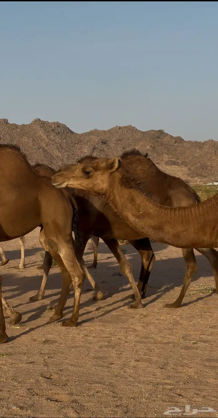 مراح ابل سواحل(تم البيع ) 4