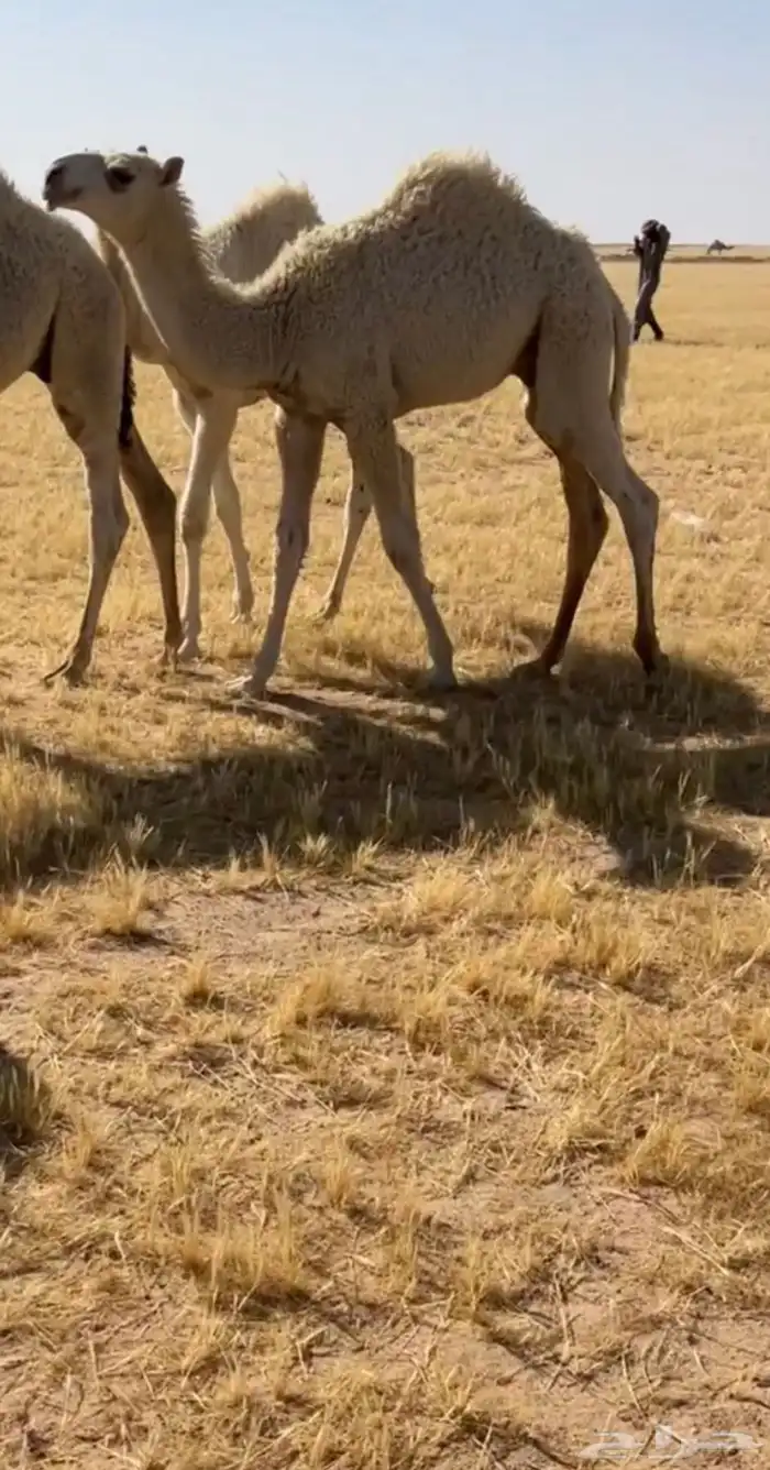 قعدان قصب العد 2 للبيع 0