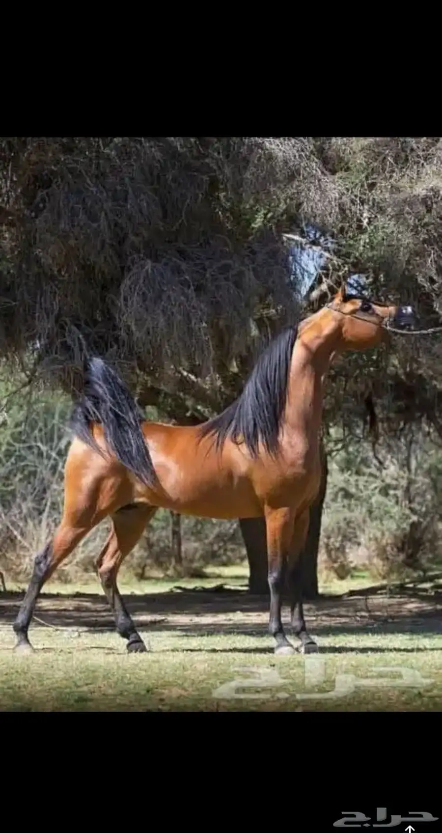 خيل مكس 5
