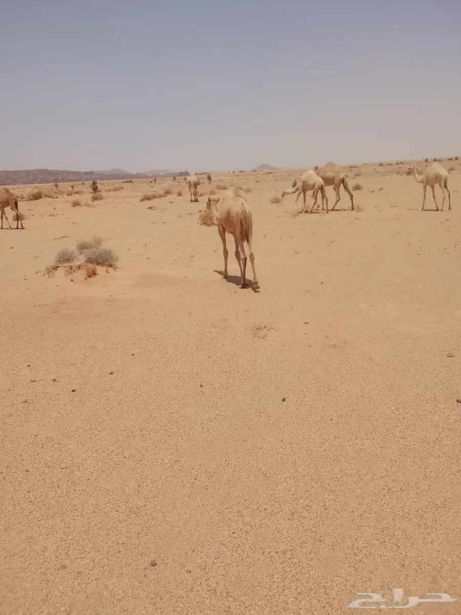 حشو للبيع 2