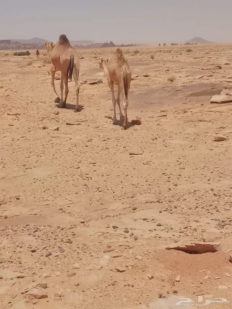 حشو للبيع 6