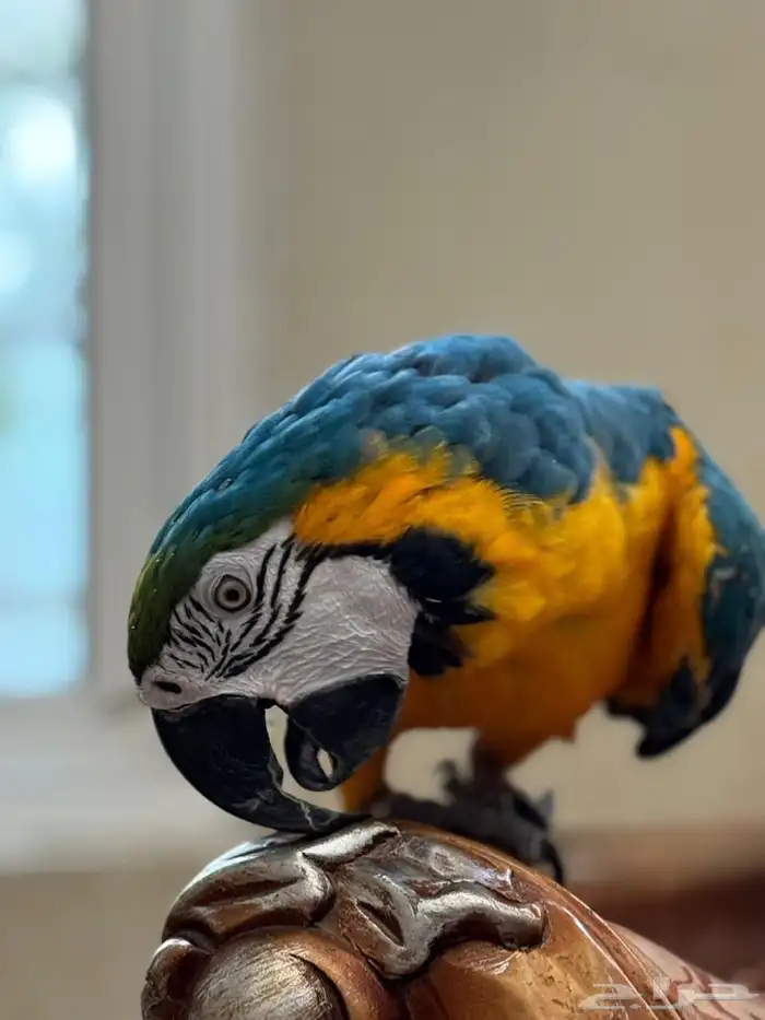 ببغاء مكاو بلو اند قولد Blue   Gold Macaw 3