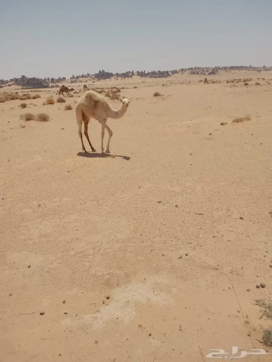 حشو للبيع 9
