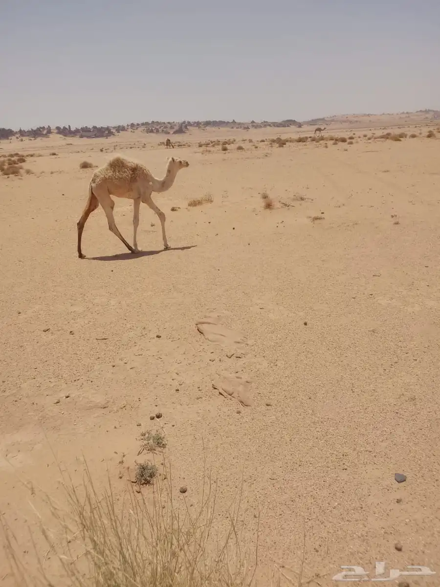 حشو للبيع 3