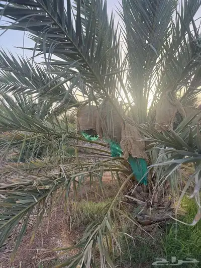صيف المزرعة للايجار 0