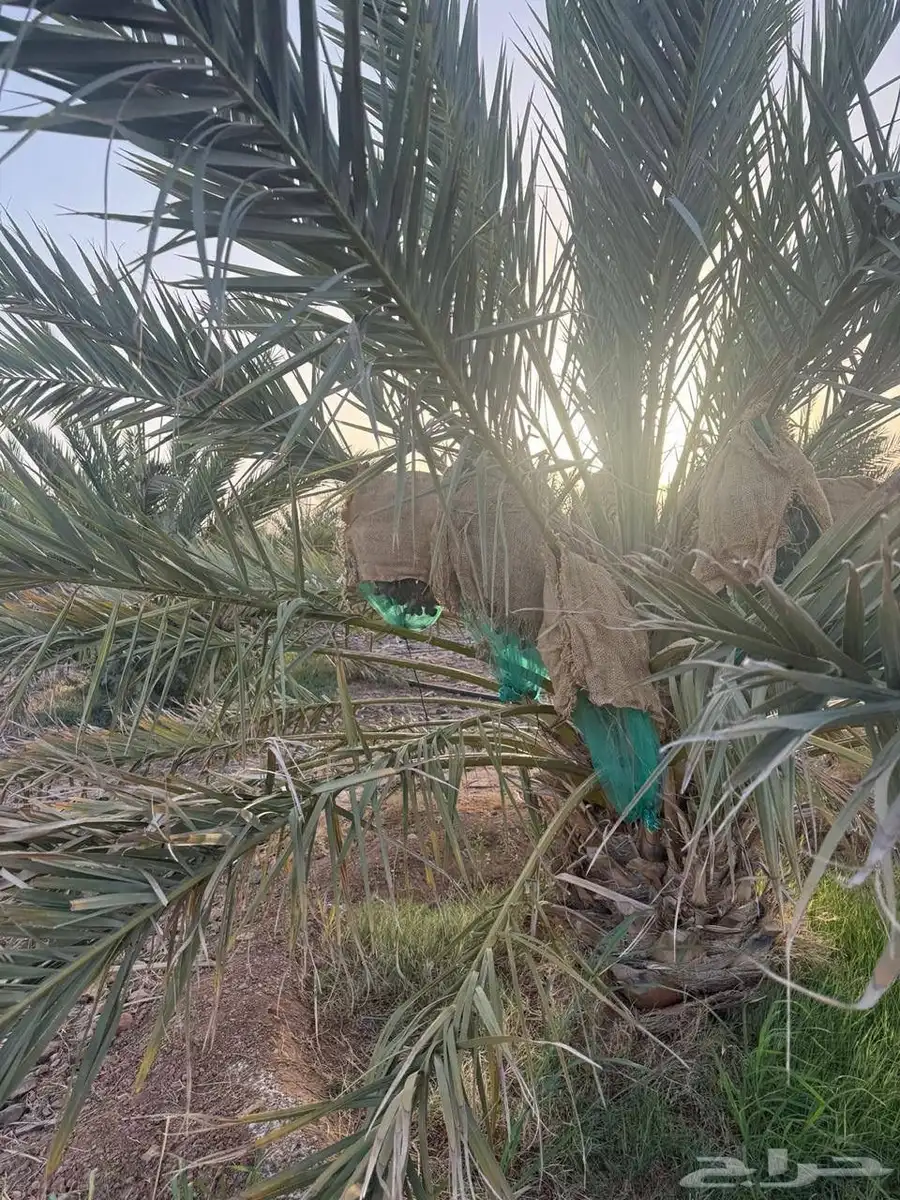 صيف المزرعة للايجار 0