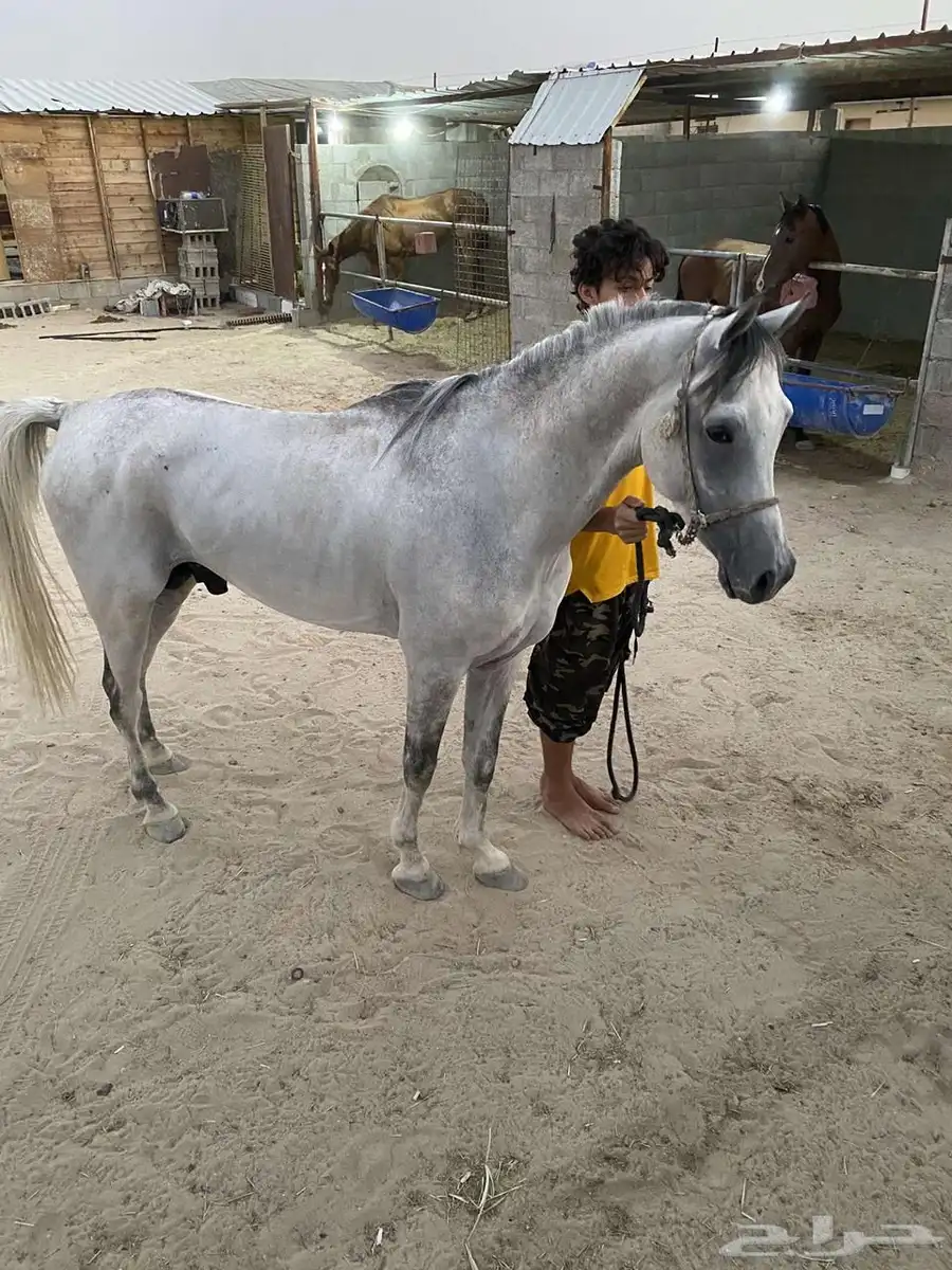 حصان شعبي 2