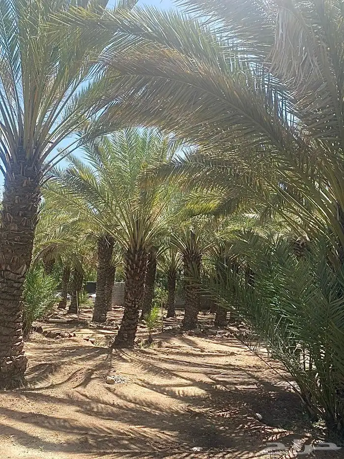 للبيع مزرعه بفيلا في مدينة الطائف حي مثمله الحويه 10