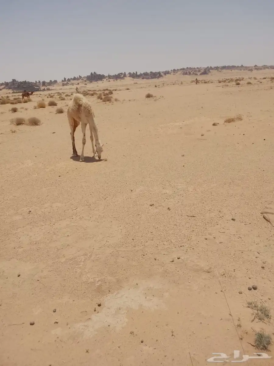 حشو للبيع 1