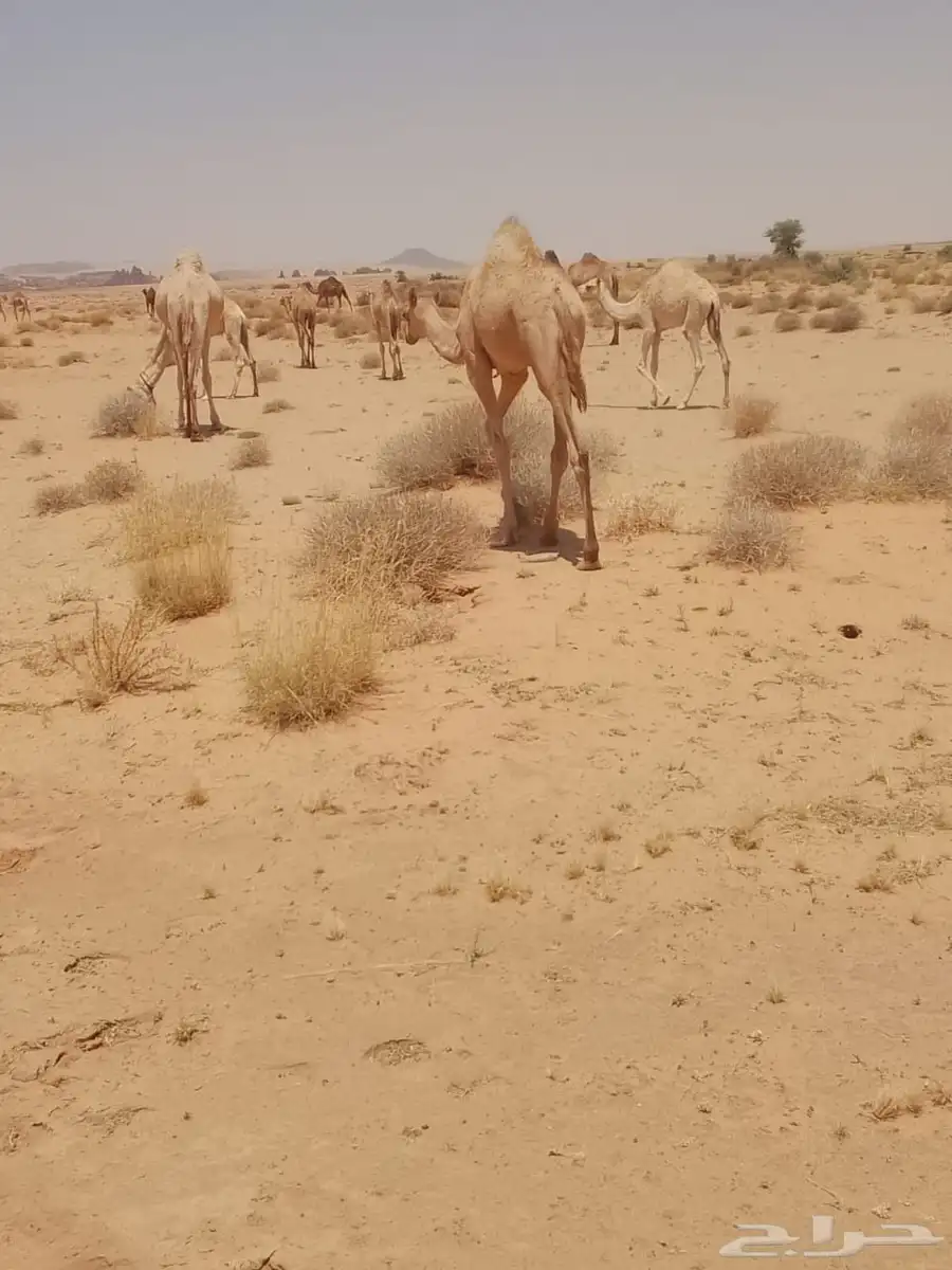 حشو للبيع 5