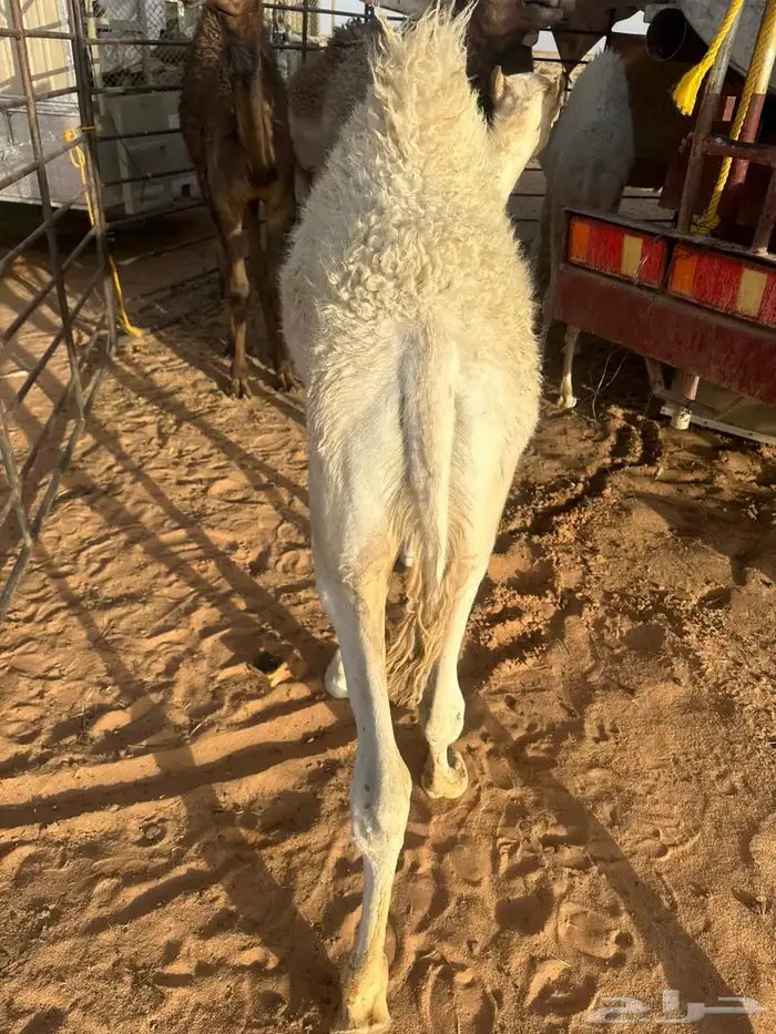 حوار لباني قعود حاشي على حليب امه 1