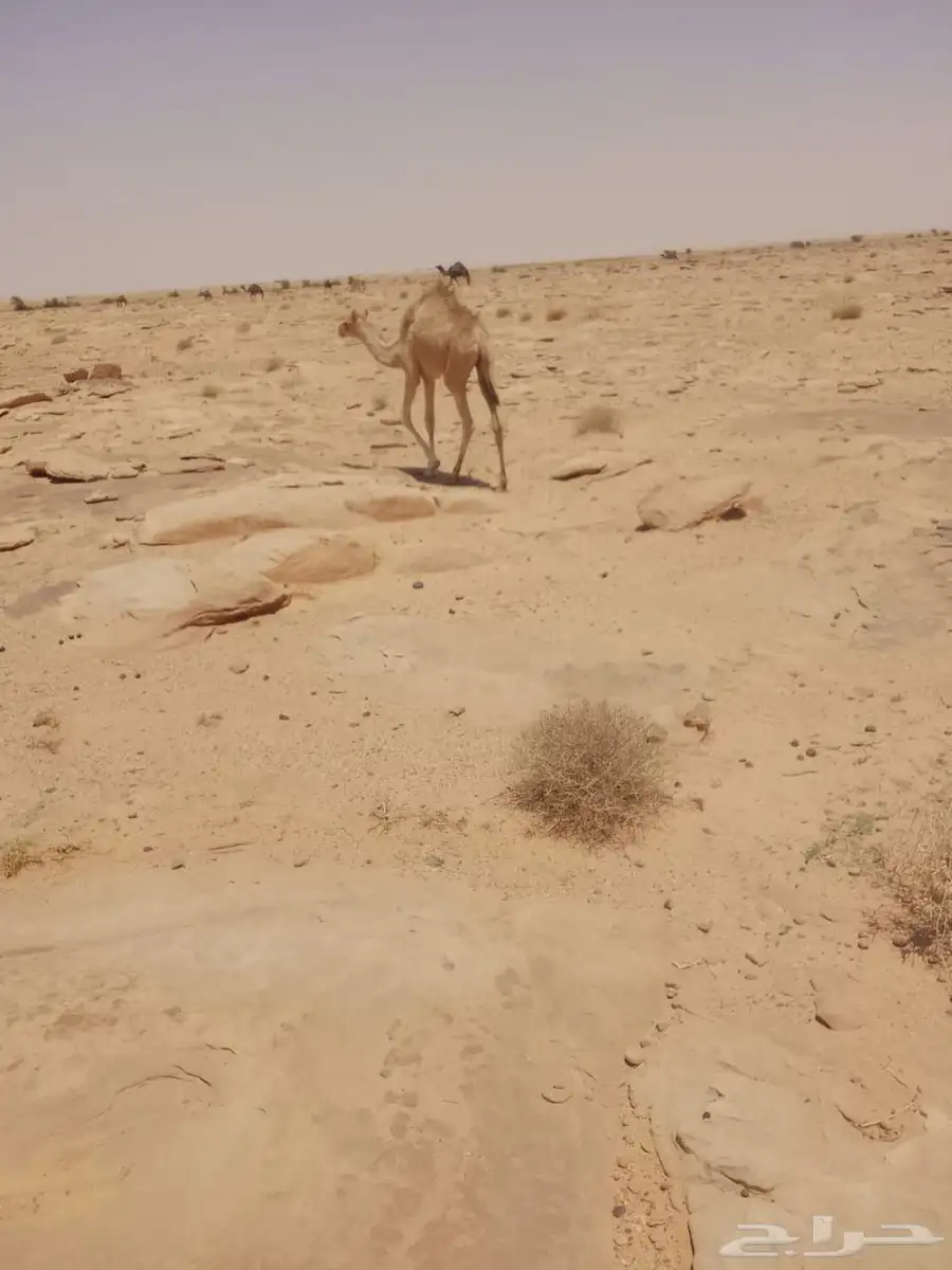 حشو للبيع 12