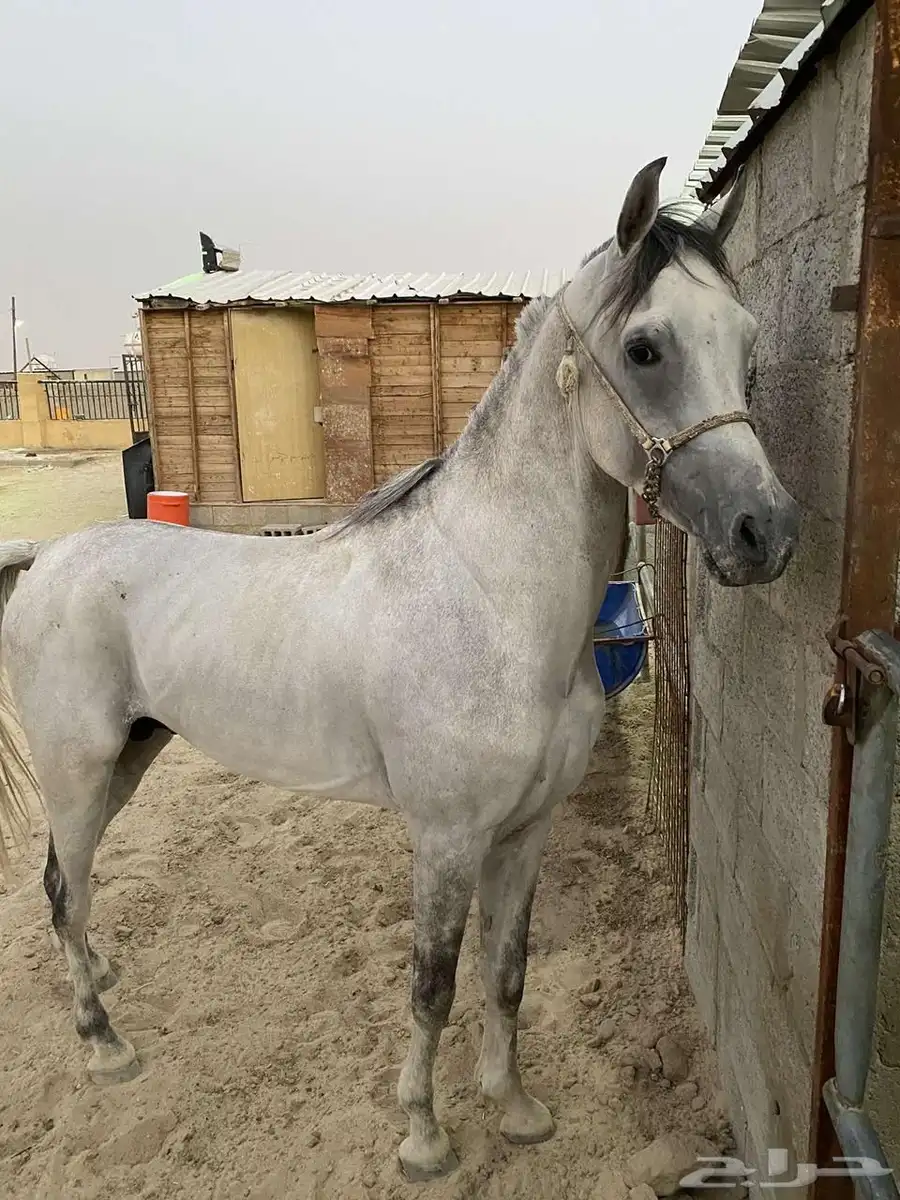 حصان شعبي 0