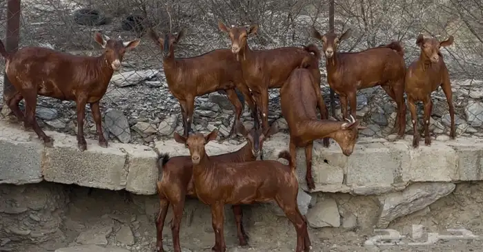معزا دهم ماشاء الله تم البيييع 6