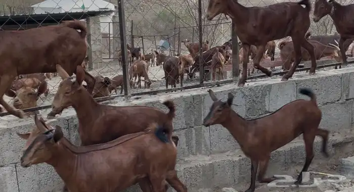 معزا دهم ماشاء الله تم البيييع 5