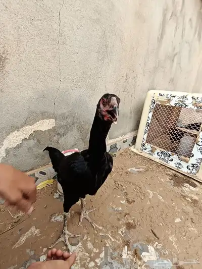 دجاجة شامو ألماني 0
