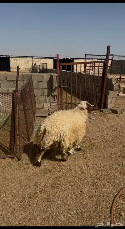 خروف نعيمي جبر مشروط 0