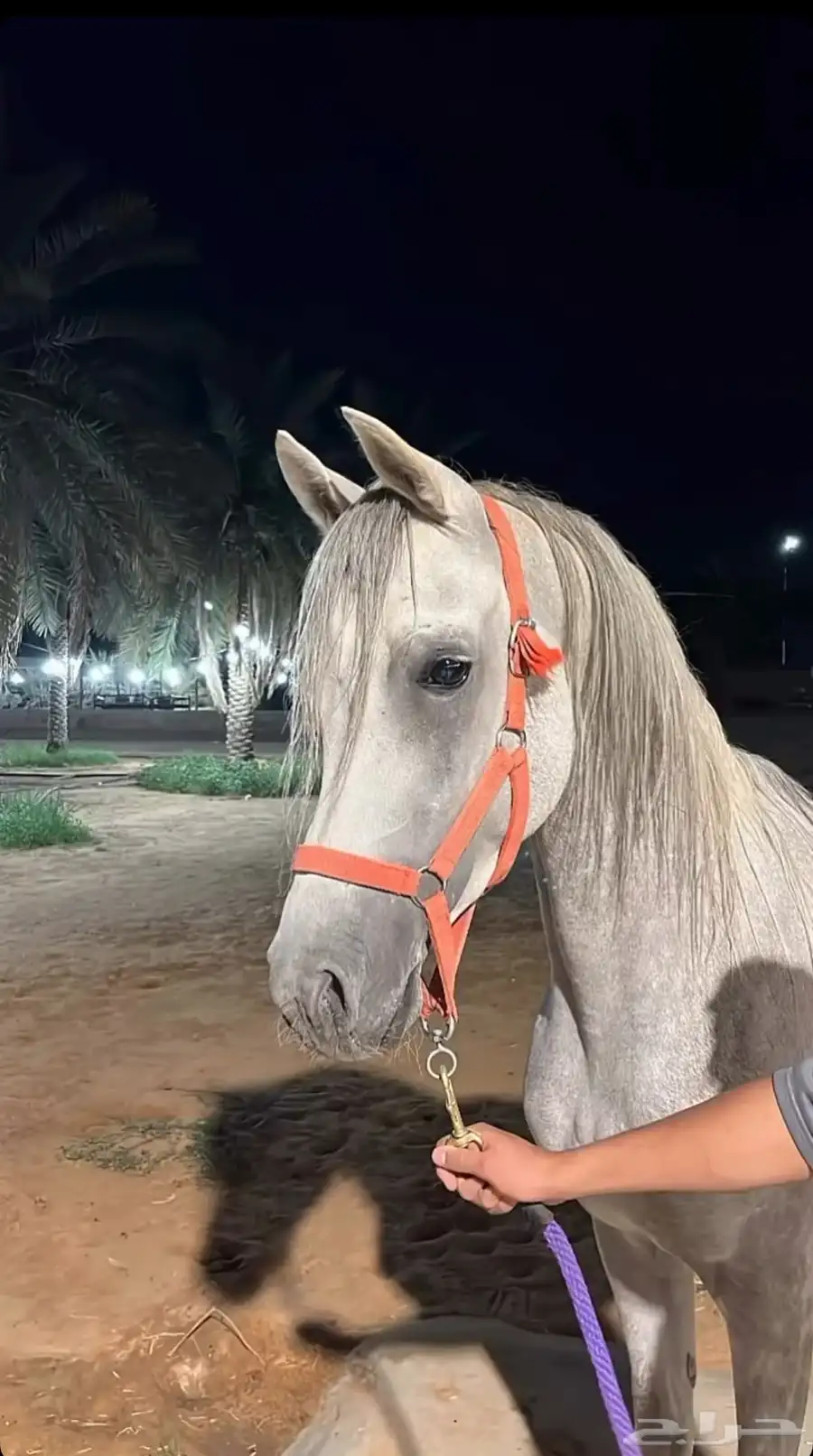 حصان واهو حفيد جستيوس ولد اي دي جينار 0