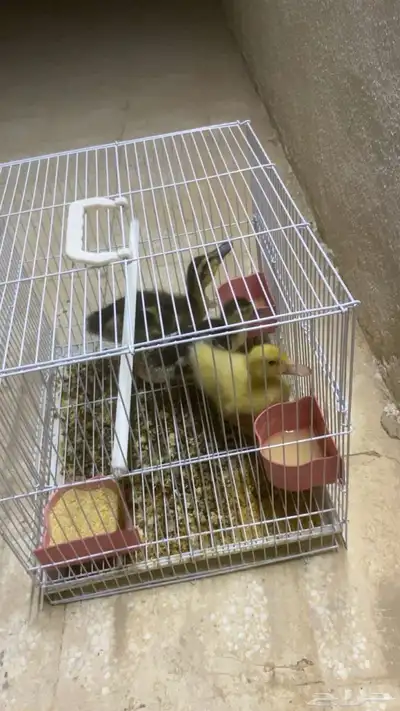 بط شرشري بط بيكني 0