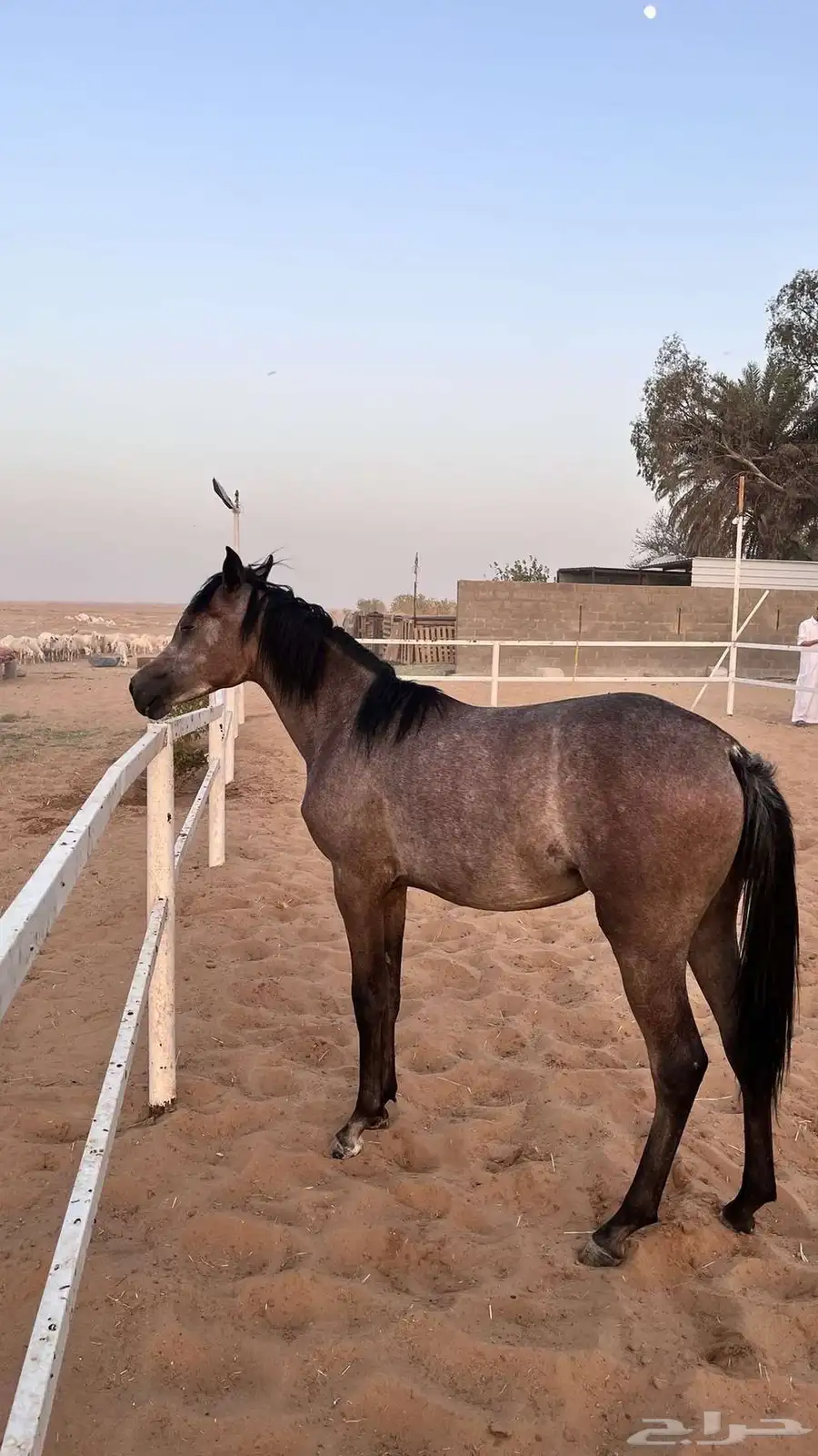 مهره كفو 0