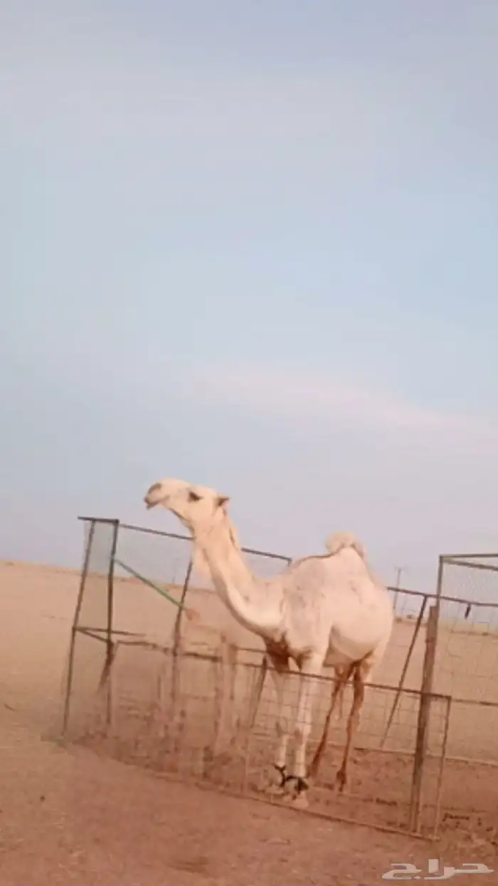 القصيم عنيزة 0