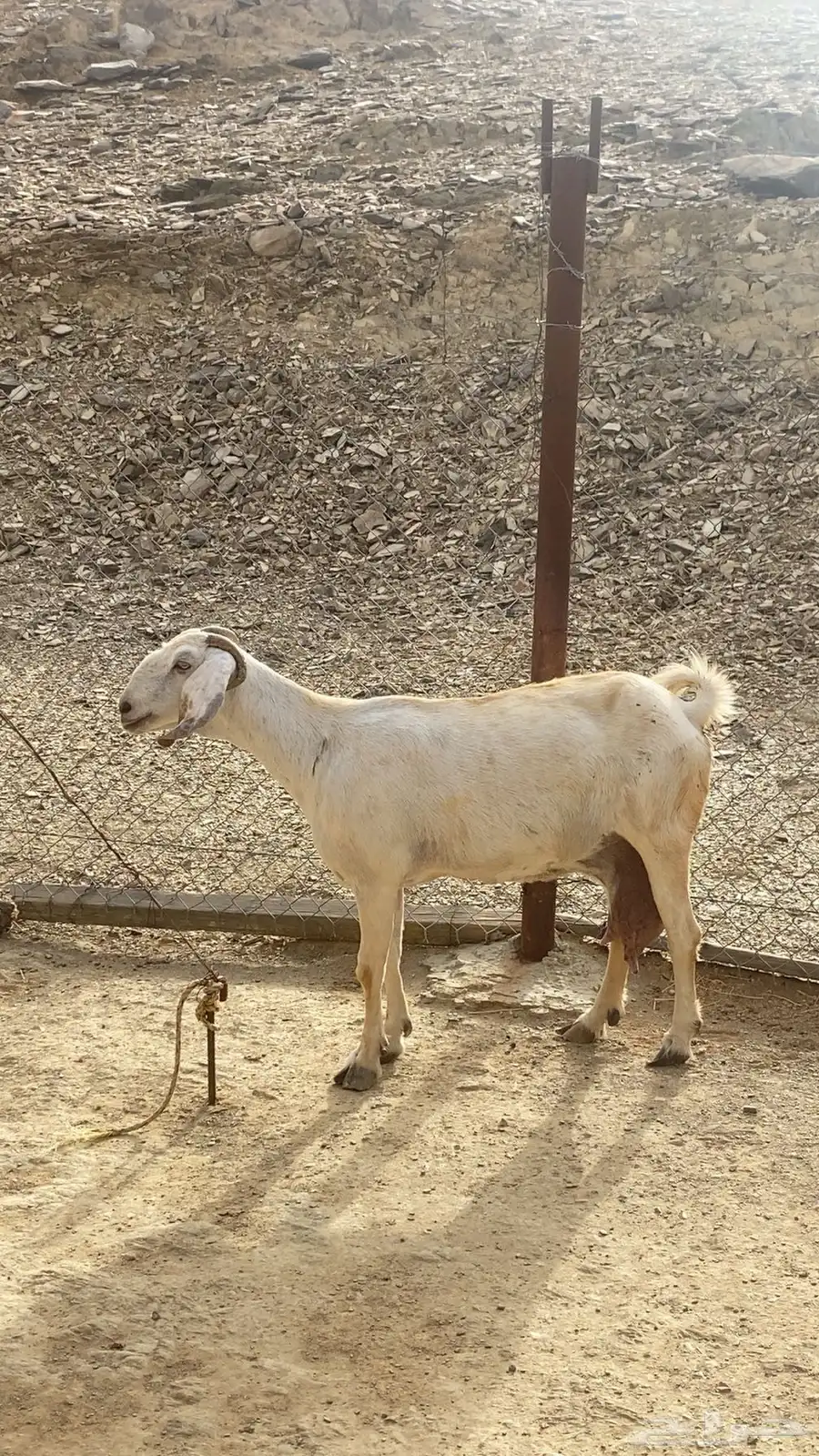 ماعز 1