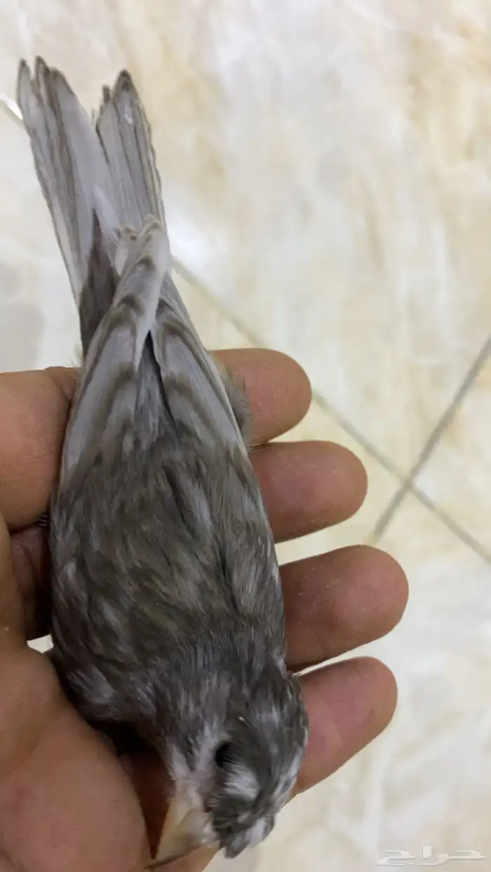 للبيع دكركناري جاسب كرست منتج 1