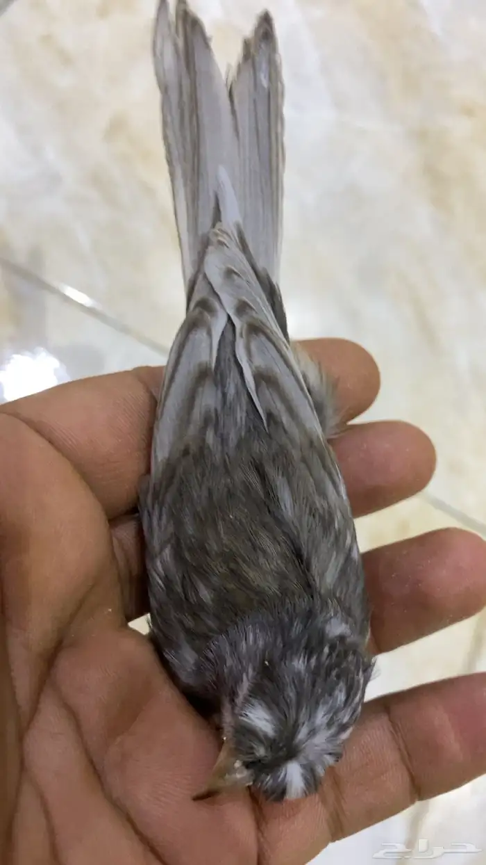 للبيع دكركناري جاسب كرست منتج 0