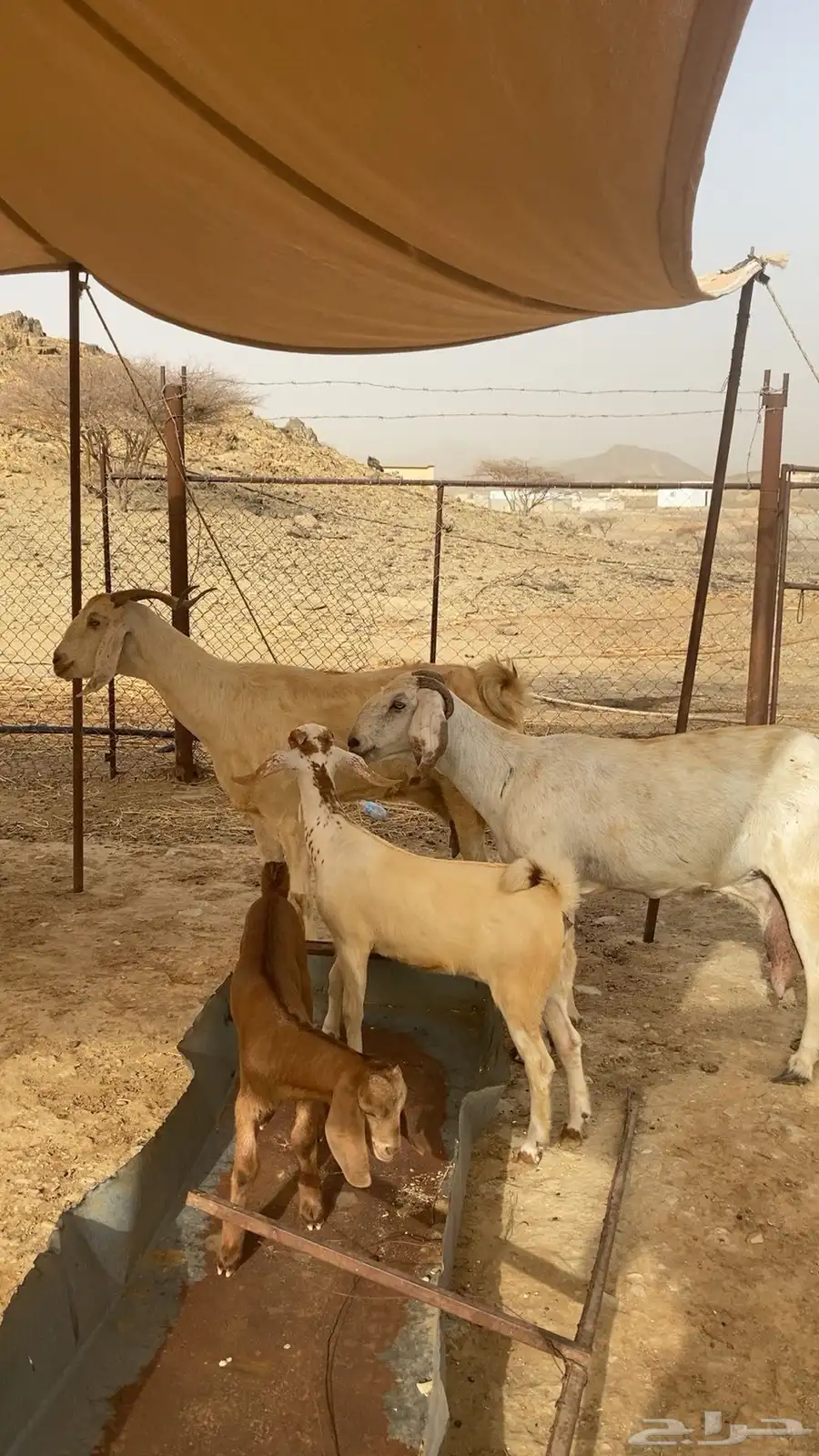 ماعز 3