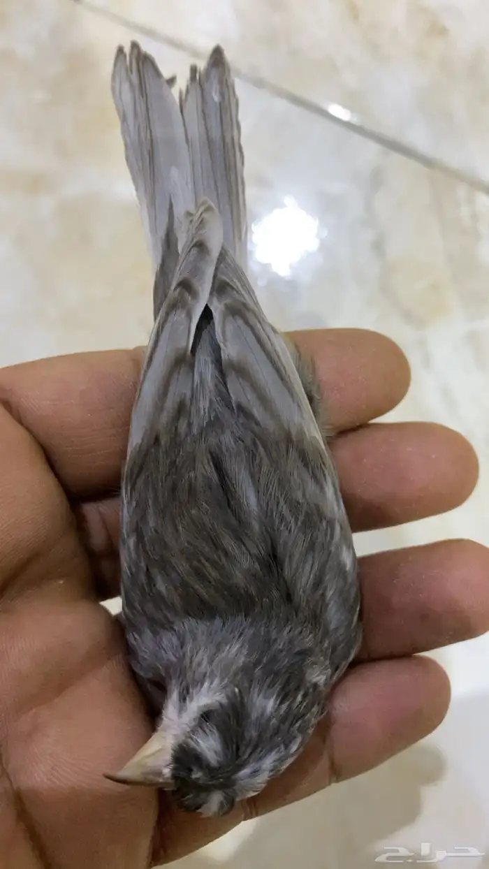 للبيع دكركناري جاسب كرست منتج 2