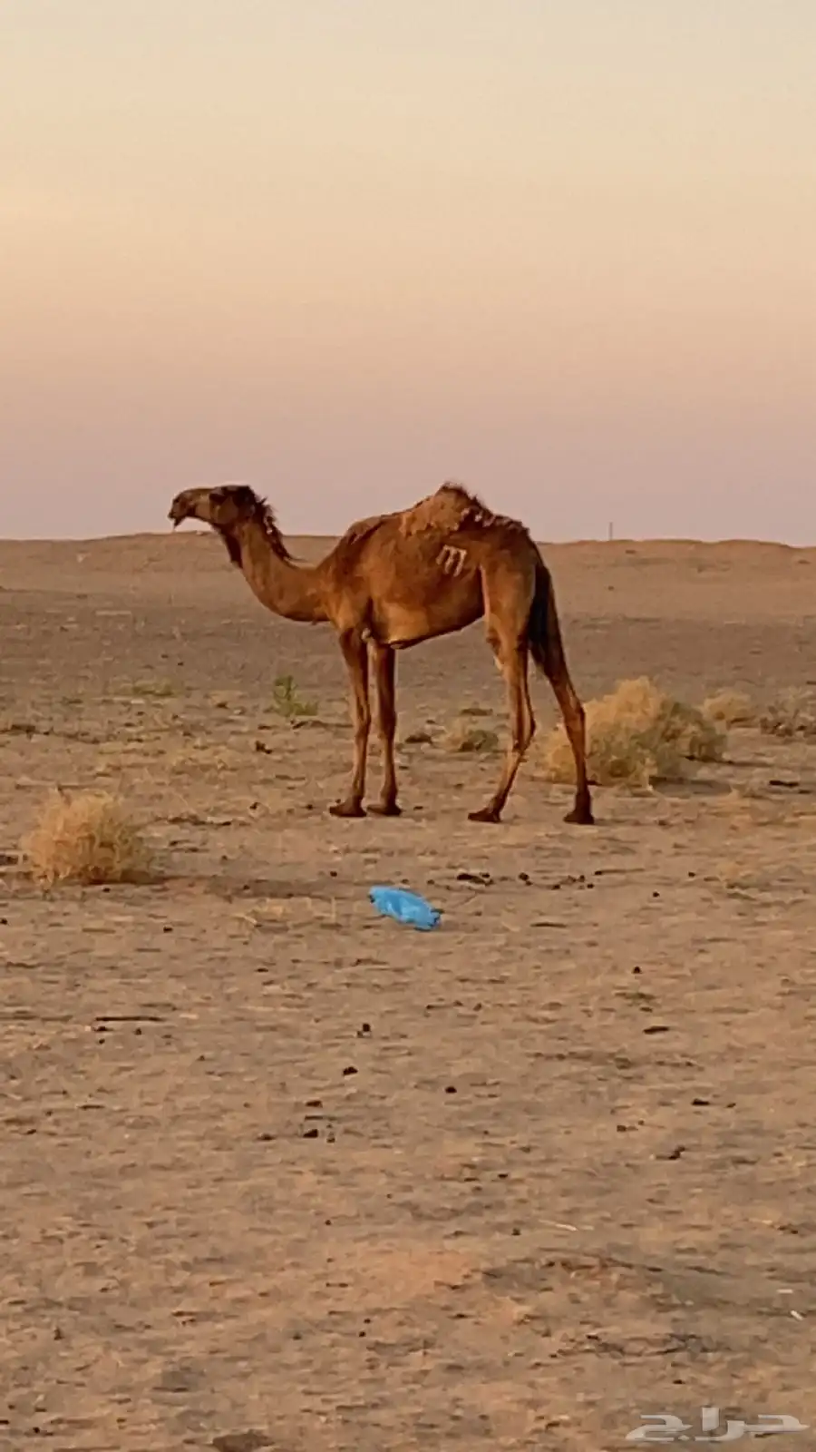 للبيع حقه 0