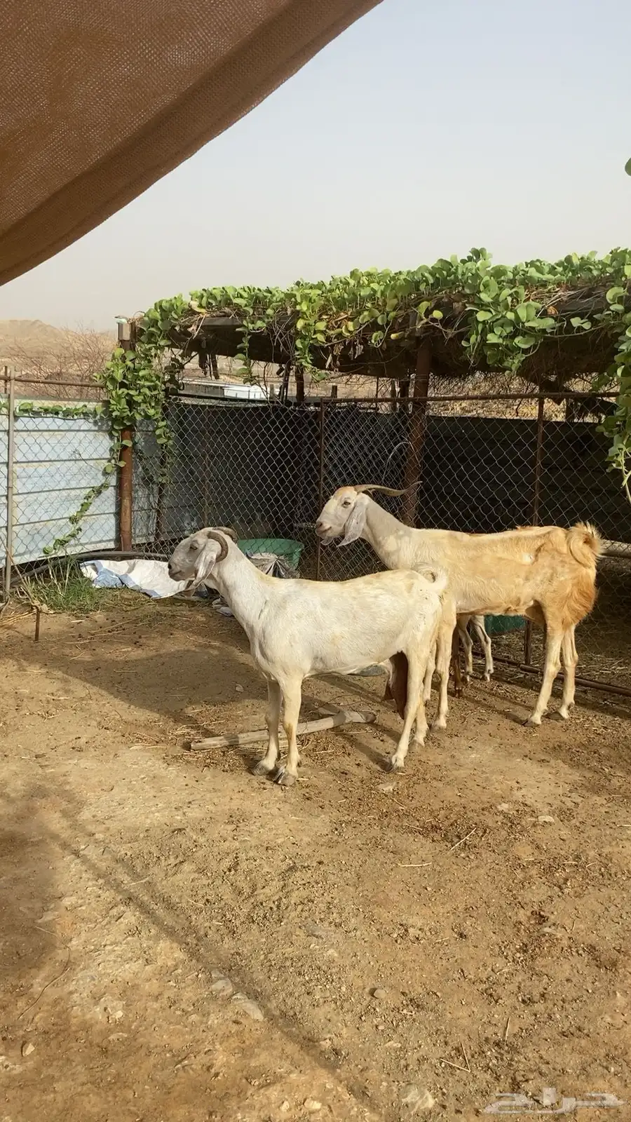 ماعز 2