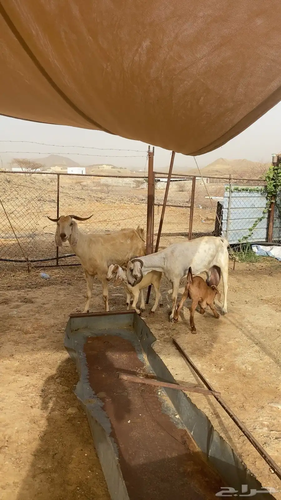 ماعز 0