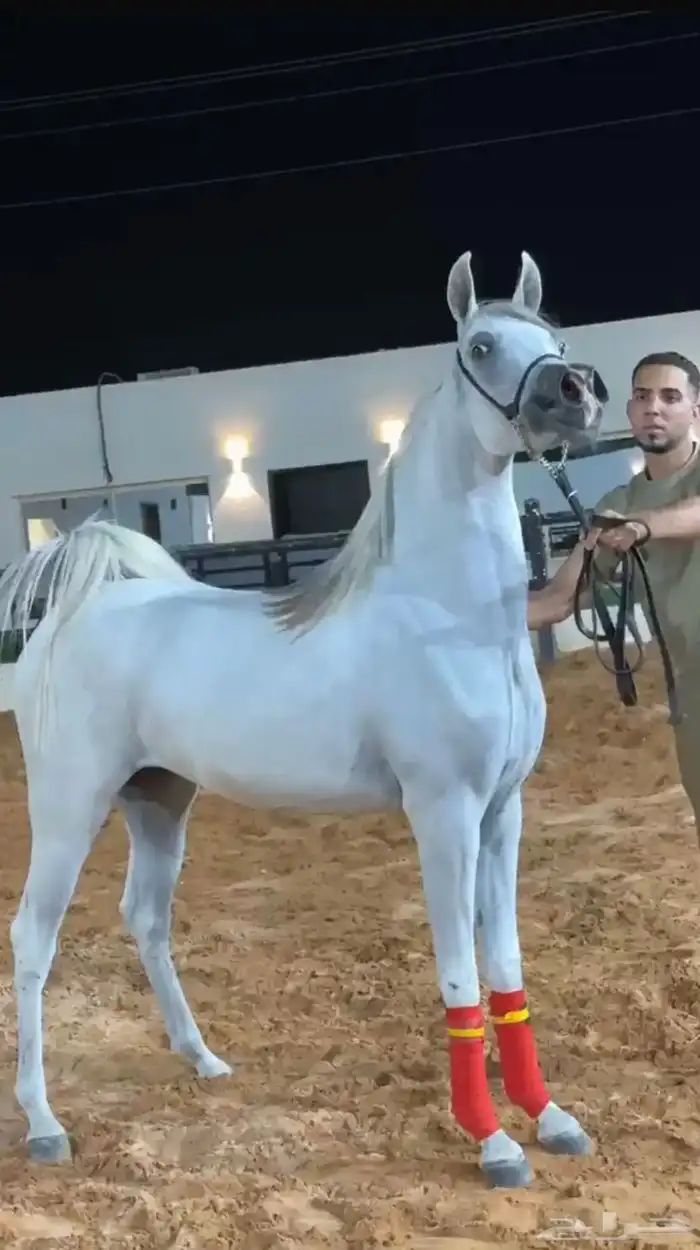 مهره واهو جمال للبيع 0