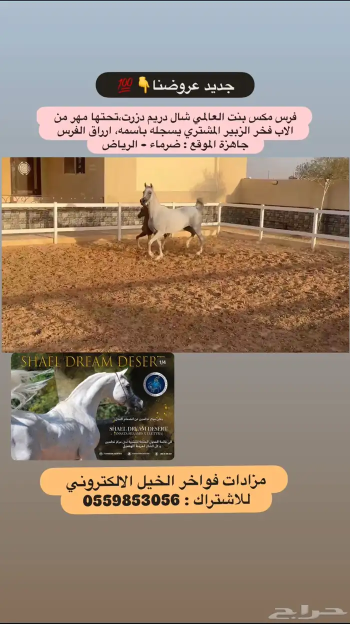 فرس فاخرة   مهر 0