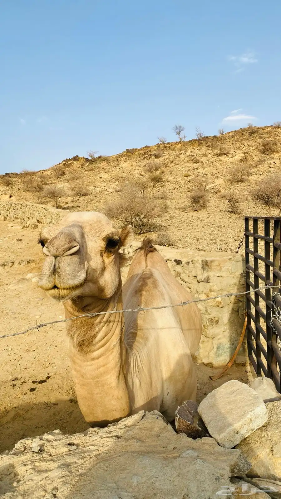 بعير للبيع 2