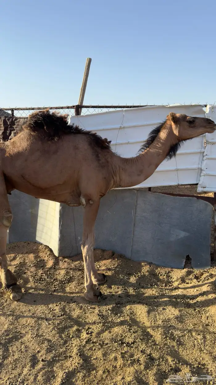 للبيع ناقه حمراء(تم البيع ) 4