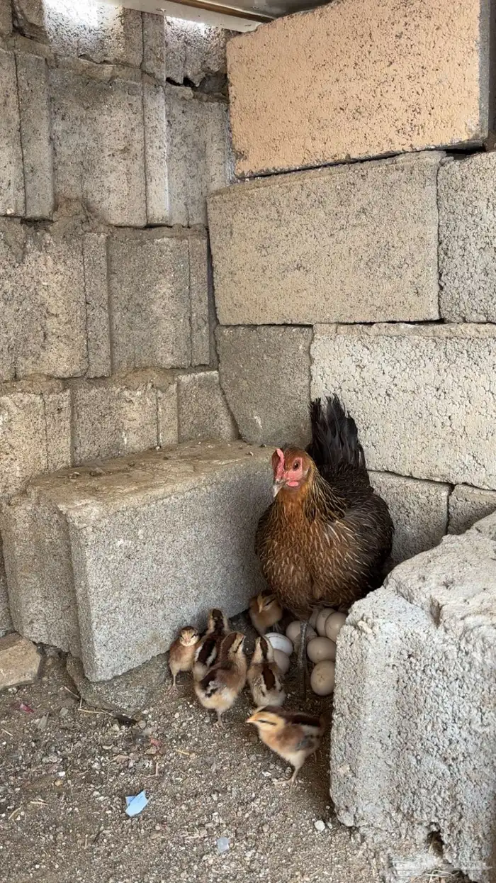 دجاجة عربيه فرية مفرخة ( تم البيع ) 0