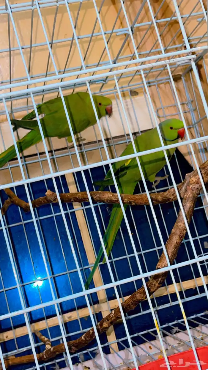 مجموعه طيور زينه 12