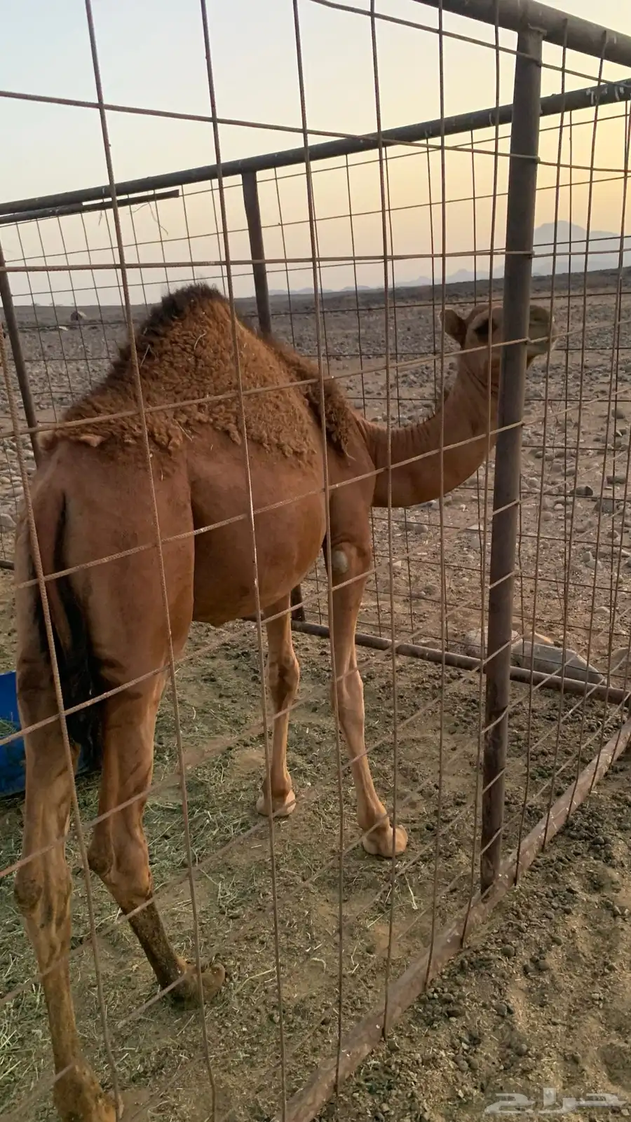 قعدان 0