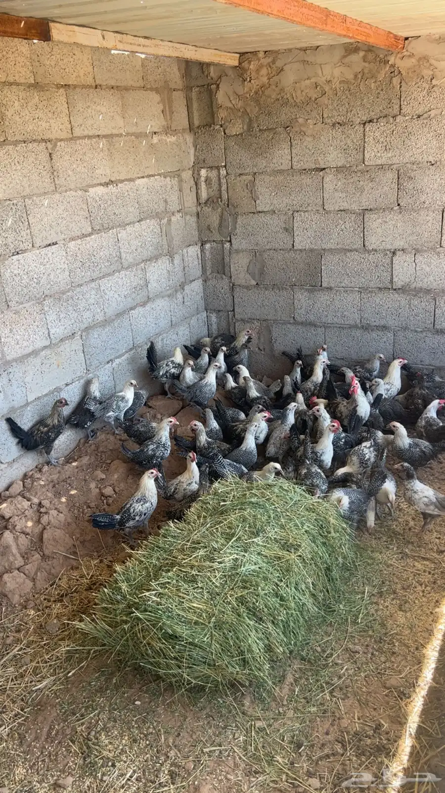 فروخ دجاج 2
