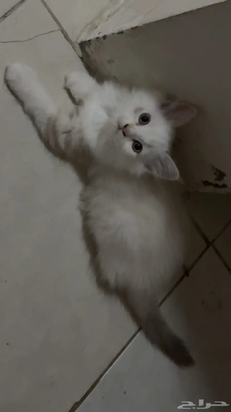 قطط 2