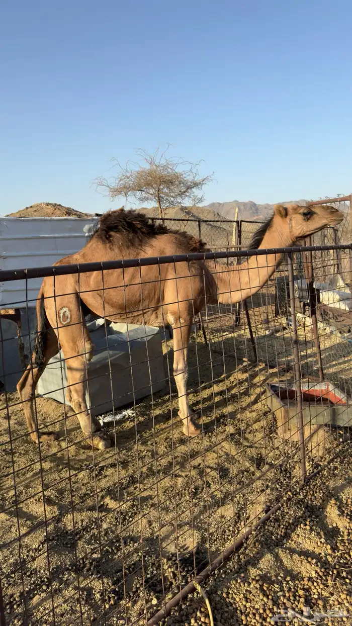 للبيع ناقه حمراء(تم البيع ) 5