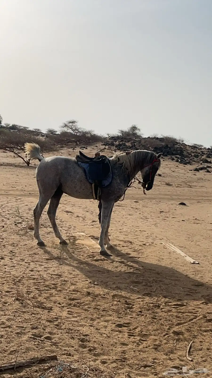 حصان شعبي 0