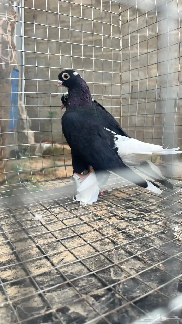 حمام قندي-اقبل البدل 0