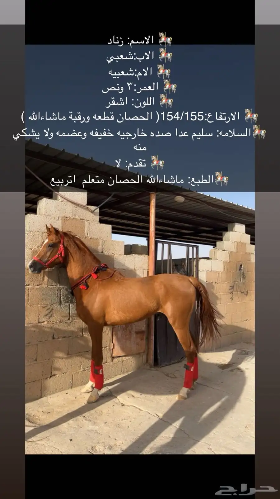 حصان شعبي 0