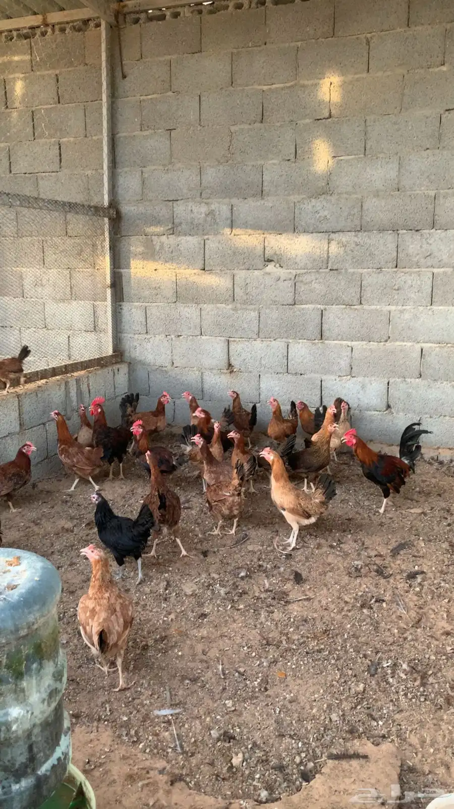 دجاج عربي بلدي و كويتي هزاز 5