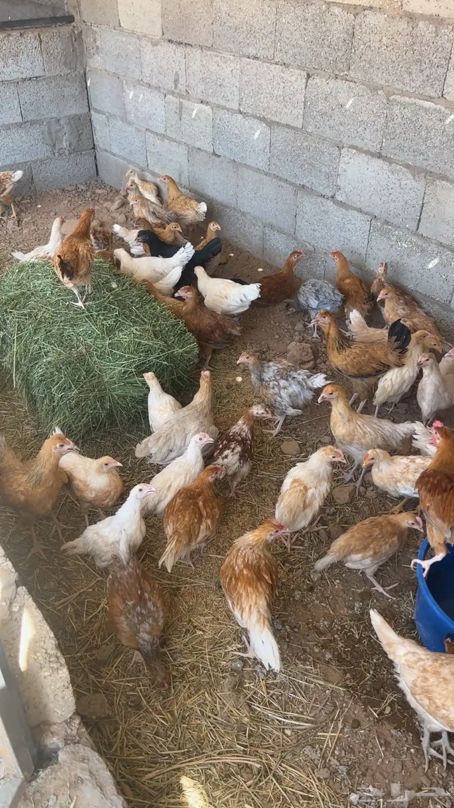 فروخ دجاج 3